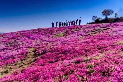 4月15日(周日)单天 赏满山遍野芝樱花 逛