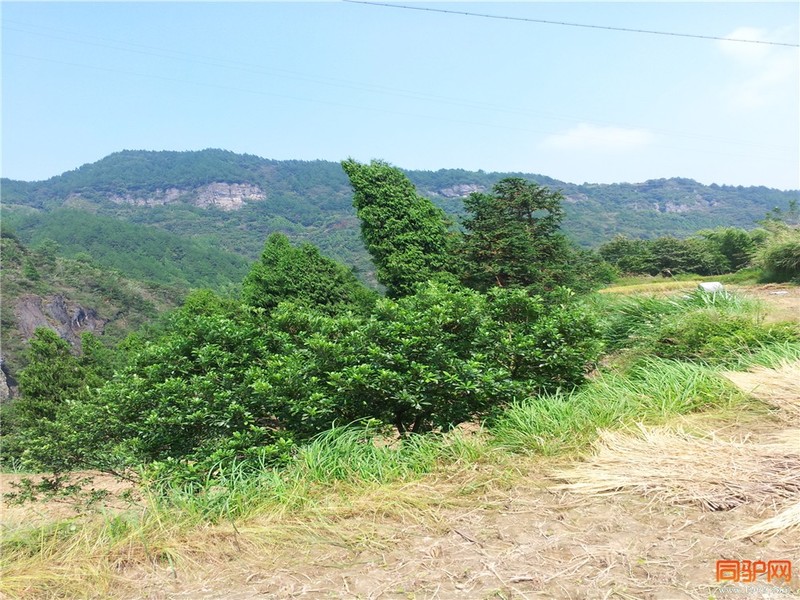 高山田地1.jpg