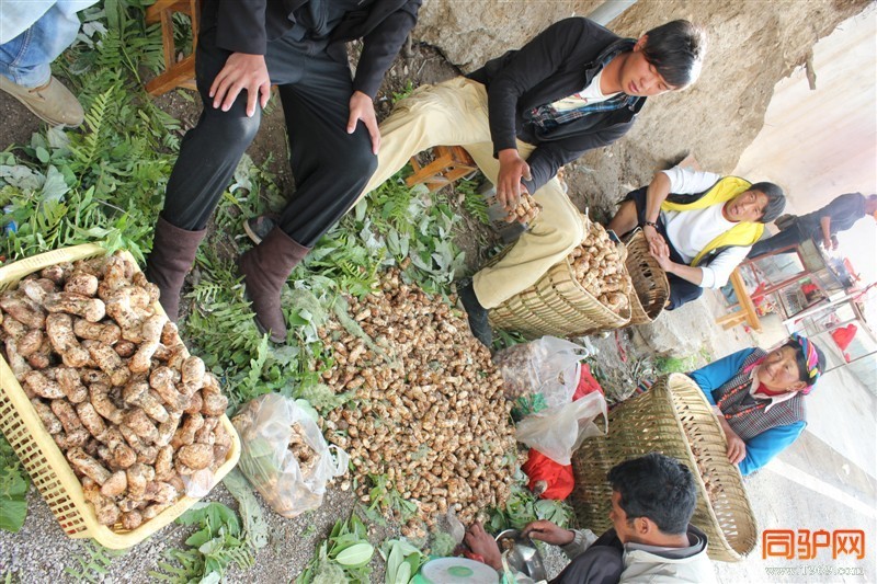 香格里拉的松茸收购点，在《舌尖上的中国》里看过，此次来云南，找到这个松茸收购点是我的全程目的之一
