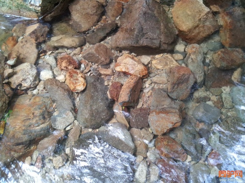 水很干净，河床上的每一块鹅卵石清晰可见。