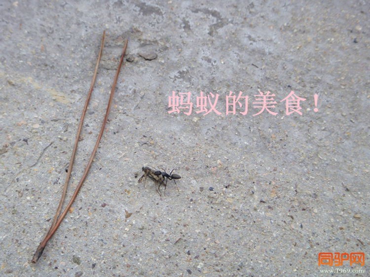蚂蚁搬家.jpg
