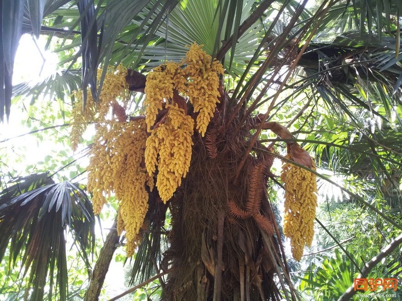 小时候经常用它来打仗扔别人