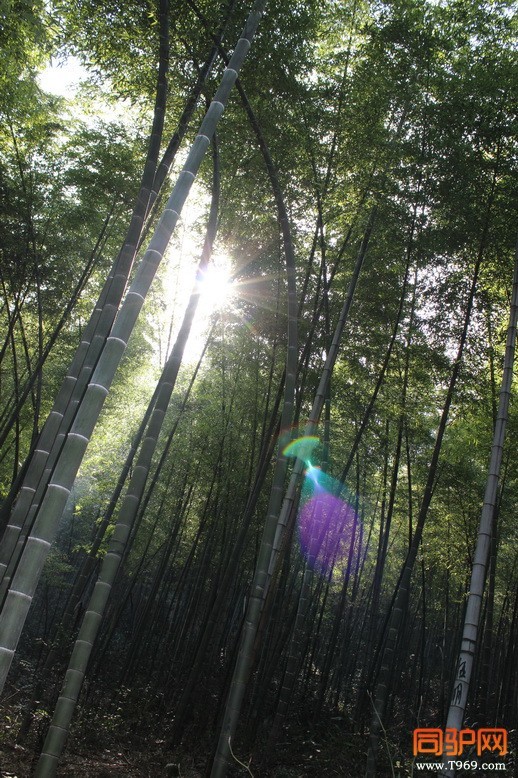 竹林一米阳光