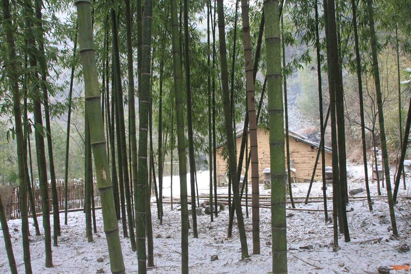 竹林深处有人家