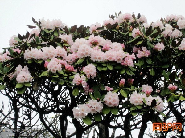 psb (10)_调整大小.jpg