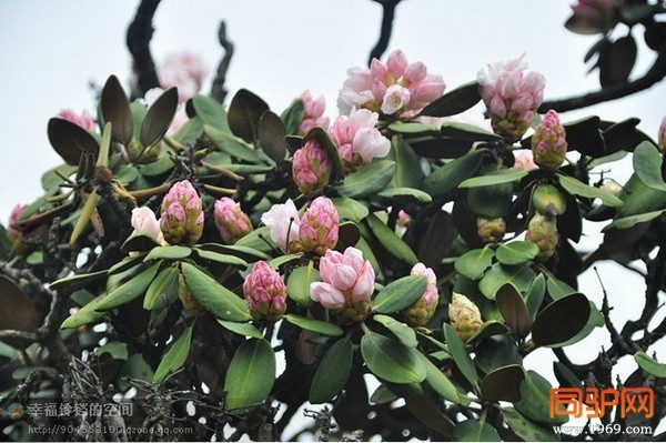 psb (11)_调整大小.jpg