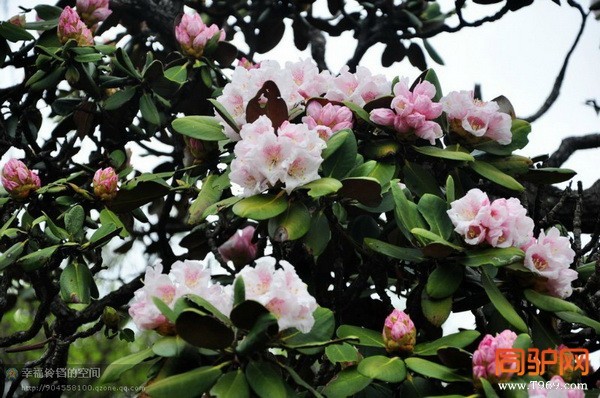 psb (12)_调整大小.jpg