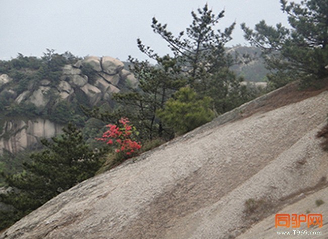 崖上一抹红.JPG