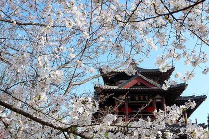 3月25日起8日西北花季,深度摄影,赏樱花、桃花、油菜花,古镇、峡谷、母亲河带你体验西北的春天