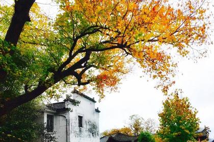 10月26-27日,皖南赏秋之燕山风光--塔川秋色--徽州古城