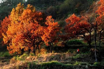 12月11-12日(双休日)浙江最美文成红枫地-百丈漈赏秋二日休闲摄影