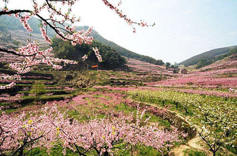 3月30日(周六) 富阳新登半山 赏千亩桃林 过"十里芳华"