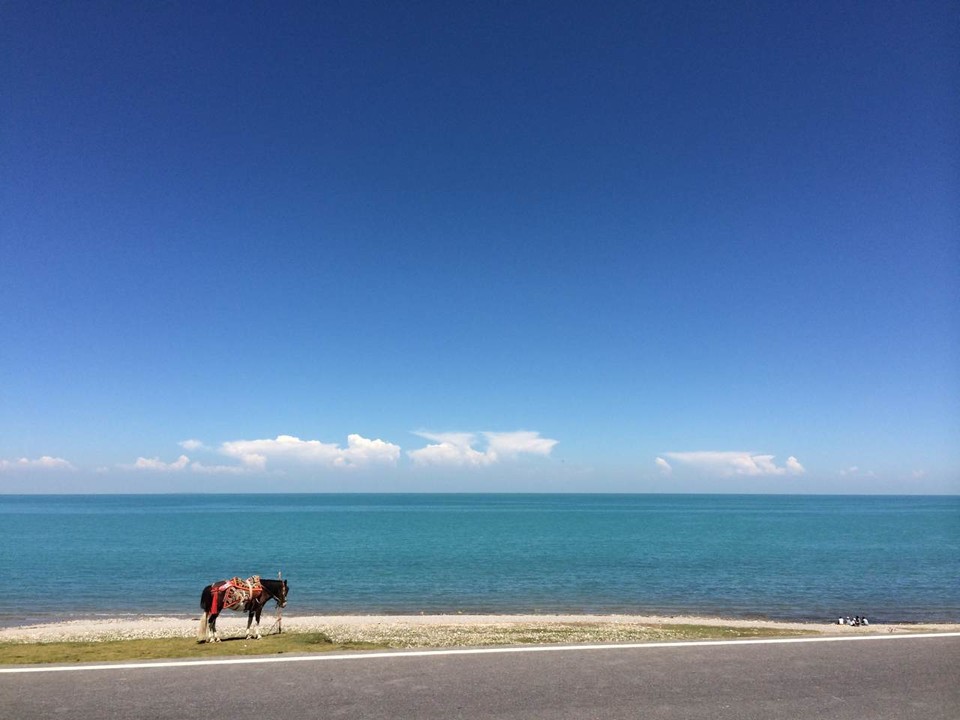 湖边安静的马儿