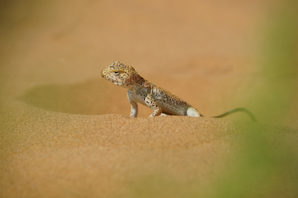 沙漠中的蜥蜴
