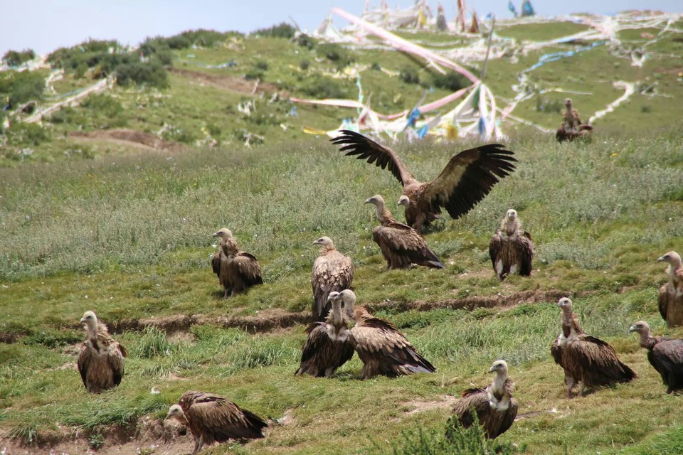 天葬的秃鹫