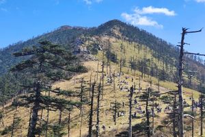 【清明】4.4/5/6 朱雀国家森林公园丨上春山赏石海，观草甸，偶遇小松鼠！