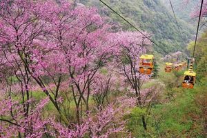 【清明】4.4/5/6 太平国家森林公园 丨踏青赏花，观彩虹瀑布