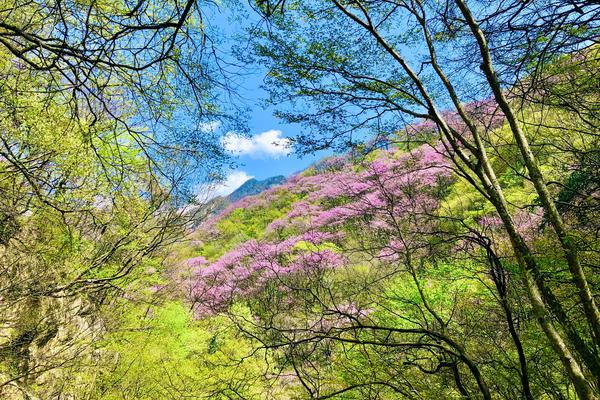 【休闲赏花】4.13 太平国家森林公园 丨踏青赏花，观彩虹瀑布