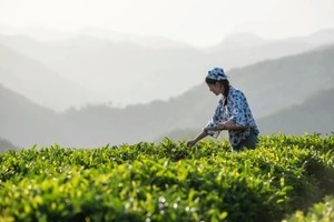3.28 紫阳采茶2日丨采紫阳富硒春茶，游汉江三峡，畅玩陕西小江南！