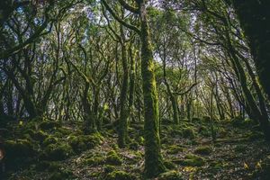 【徒步华夏 · 哀牢山元阳梯田徒步5日】1.17 南恩瀑布+石门峡+哀牢山+元阳梯田+建水古城