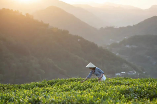 【已成团】4.4 /4.5紫阳采茶2日丨采紫阳富硒春茶，游汉江三峡，畅玩陕西小江南！