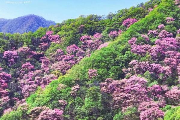 『 春日限定 | 西寺沟穿越管坪村 』4月23日踏花行路，赏秦岭大美春色
