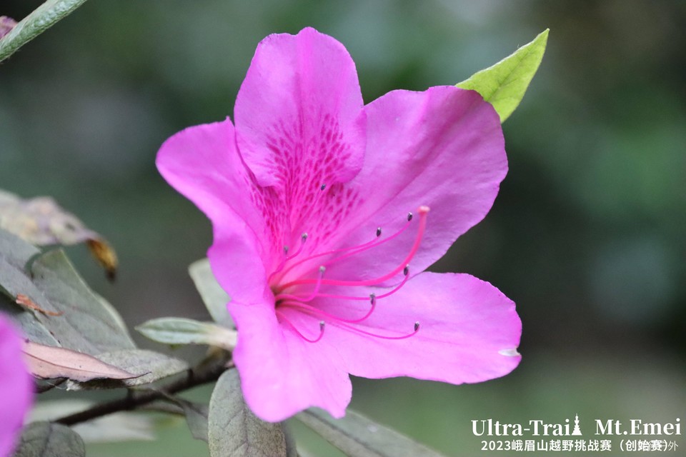 MTgyODAyNjE2MDQxNjgxNDc1NDkwMTg5