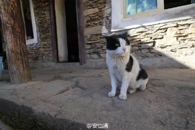 图|打尖包的猫老板