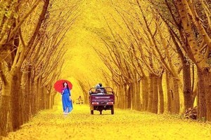 【周六、七发团】88元：邳州-银杏时光隧道+红枫公园，赏秋一日游！