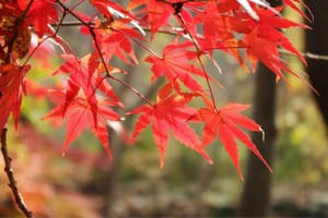 【周六、七發團】168元：南京棲霞山賞紅楓，純玩一日游