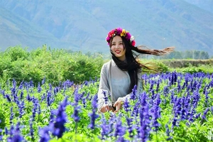 【全景云南】5980元：昆明、大理、丽江、西双版纳，双飞8日游