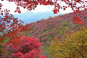 【周六、七发团】108元：蒙山龙头崮、登山、赏红叶、摘苹果，一日活动