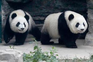 【暑假北京】2880元：北京科技館+動物園+熊貓館，雙高5日游