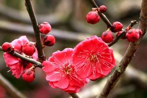 【周六、七發(fā)團】158元：南京梅花山，一日游