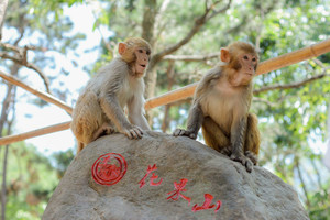 【周六、七發(fā)團(tuán)】88元：連云港花果山，純玩一日游