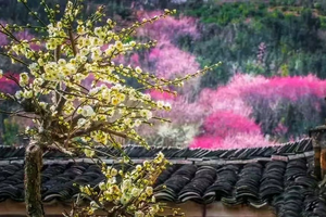 【周五發(fā)團(tuán)】690元：賣花漁村、屯溪老街、徽州古城、陽(yáng)產(chǎn)土樓，純玩三日游