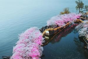 【周六發(fā)團(tuán)】458元：無錫黿頭渚賞櫻、蘇州寒山寺、楓橋、盤門，純玩二日游