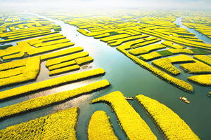 【4.4/5/6發(fā)團(tuán)】158元：興化千垛油菜花+鄭板橋紀(jì)念館，一日游