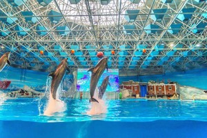 【周二/四/六發(fā)團(tuán)】550元：愛上青島+極地海洋世界+中山公園+小麥島+海上觀光，品質(zhì)二日游