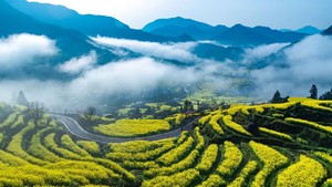 【4.4發(fā)團】特價480元：三清山+婺源油菜花，純玩3日游