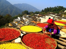 【10.1-6發(fā)團(tuán)】880元：皖南賞秋-篁嶺曬秋+塔川秋色，純玩三日游