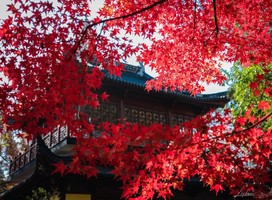 【周六发团】380元：南京栖霞山、南京大屠杀纪念馆、总统府、玄武湖、夫子庙，纯玩二日游