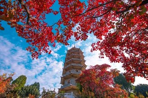 【周六發團】380元：濟南紅葉谷、趵突泉、大明湖，純玩兩日游