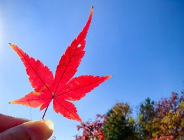 【周六發團】480元：蘇州天平山賞楓、周莊、同里、寒山寺、楓橋，純玩二日游