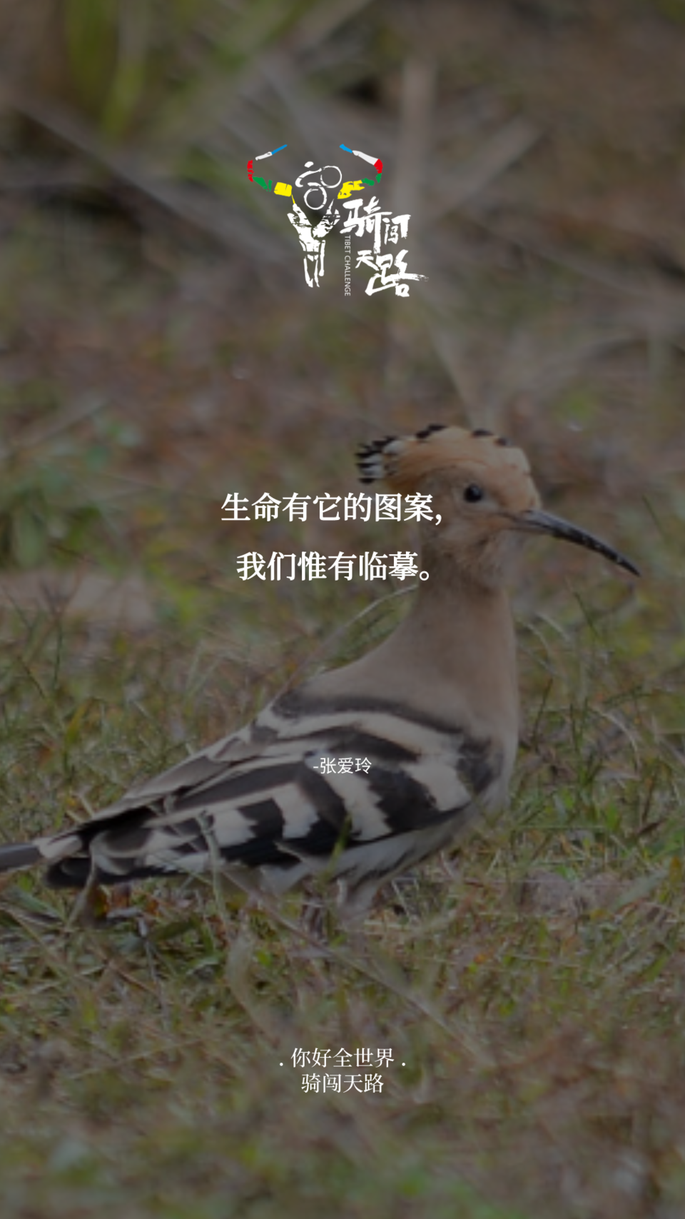 【日签】骑闯113