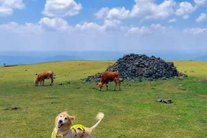 【山人乐宠游•5日•16人宠团•毛孩子乌兰布统撒欢之旅】7月10~14日乌兰布统越野车携宠深度穿越