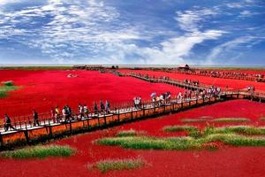 【乘轮渡去盘锦赏红海滩抓大闸蟹啦！】9月21~23日赏天下奇观盘锦『红海滩』抓『稻田蟹』走神奇天路锦州『笔架山』休闲2日