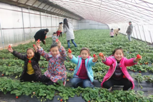 【植树+采摘】3/11日周末『草莓采摘』游览『热带植物馆』『农场寻宝』『植树』『滑沙』『疯狂拓展游戏』一日