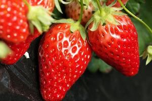 3月11日红石崖草莓采摘、胶州少海湿地踏青休闲一日游