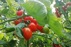 3月18日即墨生态园圣女果采摘、挖野菜、即墨古城休闲一日游 